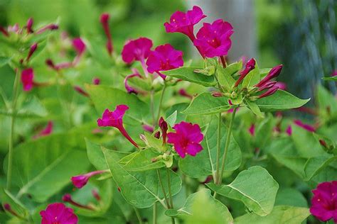 Pink Four Oclock Mirabilis Seeds 35 Flowers Perennials Clock