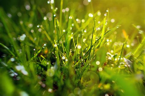 Grass Bokeh Green Free Photo On Pixabay Pixabay