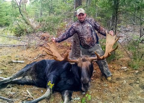 Guided Maine Moose Hunts In Wmd Zones 11 10 19 18 And 6