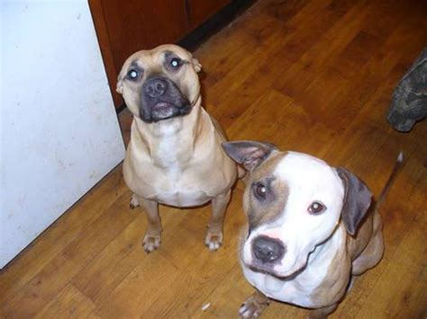 Many breeds of puppies for sale in turkey , some are sold cheap. ADBA reg. Pitbull puppies for Sale in Axtel, Kentucky ...