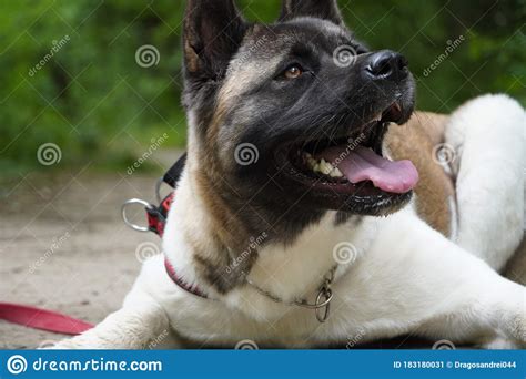 American Akita Playing With A Ball And With His Human Friend Stock