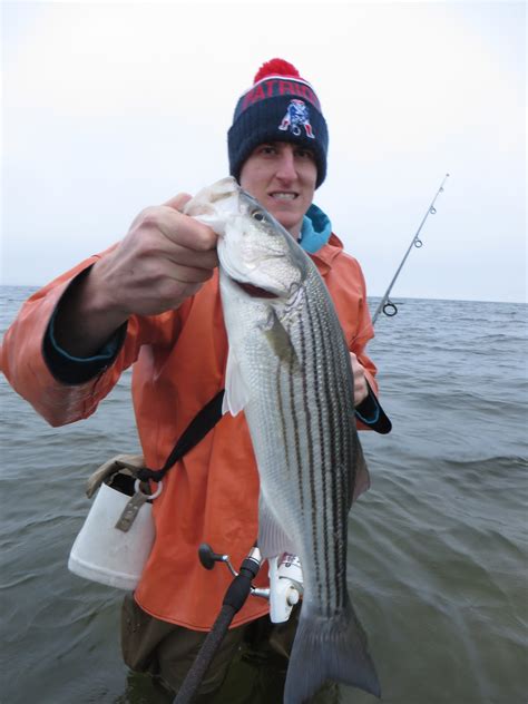 Rhode Island Striped Bass Focusing On The Bay
