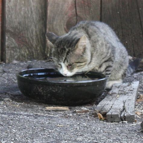 This stabilizes the population of the colony and, over time the workshop is a great idea for any person interested in helping feral cats. No More Homeless Pets in Utah: Feeding a feral cat colony