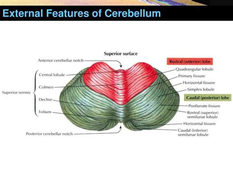Horizontal Fissure Of Cerebellum Liberal Dictionary