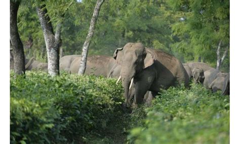 Elephant Poachers Arrested In Malaysia