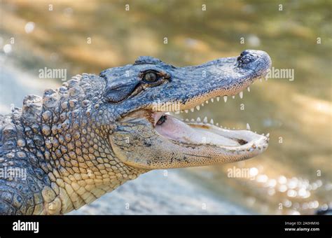 American Alligator Alligator Mississippiensis Stock Photo Alamy