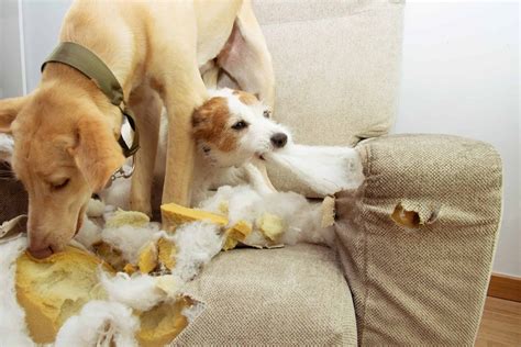 5 Tips To Stop Your Dog From Chewing All Over The House Ruffgers Dog Blog