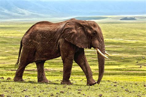 Elephants Walk On Their Tip Toes And Its Literally Killing Them In