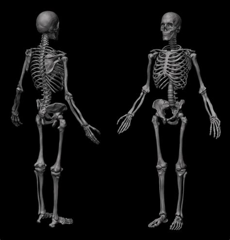 Flippednormals En Linkedin Get A Realistic Human Skeleton At A 20