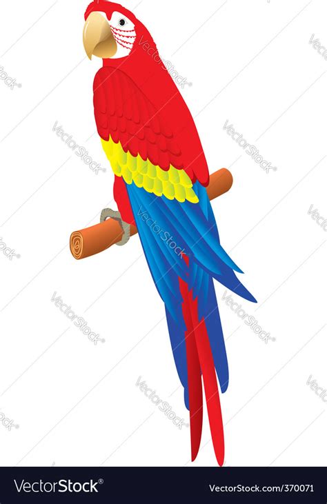 Parrot Royalty Free Vector Image Vectorstock