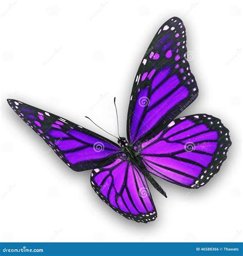 Purple Butterfly Flying Stock Photo Image 46588366