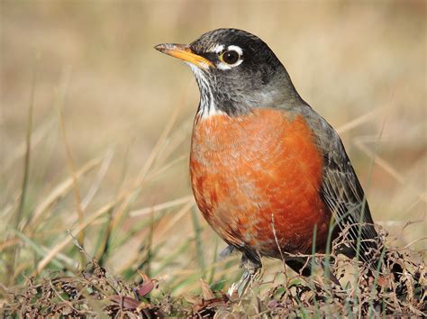 The First Robin Of Spring Charlies Weather