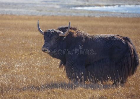 Wild Bull Of Tibetan Yak Stands On Pasture In The Mountains Stock Image