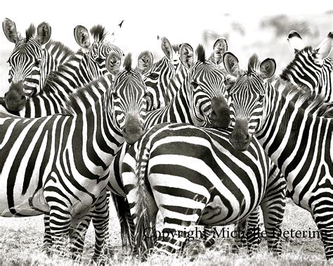 zebra herd zebra photography zebra art safari art black etsy in 2021 zebra art zebra