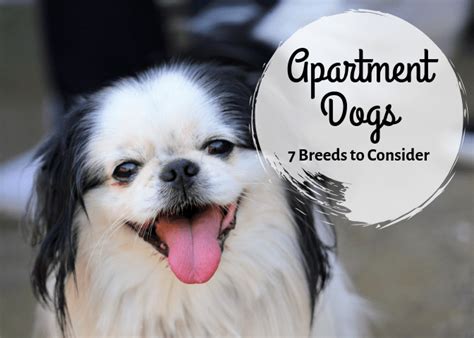 7 Best Small Dog Breeds for an Apartment - PetHelpful - By ...