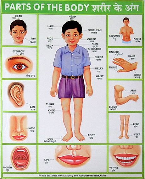 Parts Of The Body Chart Images