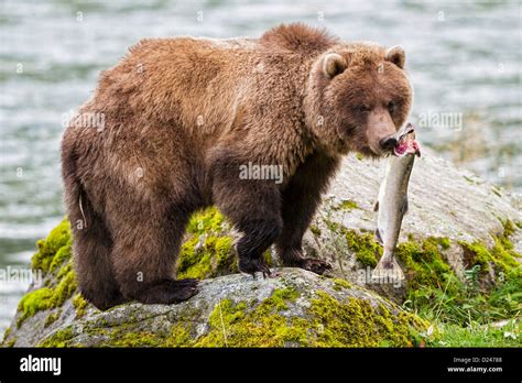 Usa Alaska Brown Bear Caught Salmon At Chilkoot Lake Stock Photo Alamy