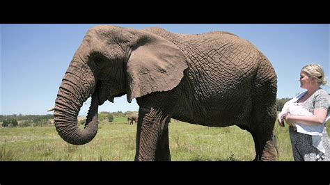 Knysna Elephant Park Extraordinary Elephant Encounters Youtube
