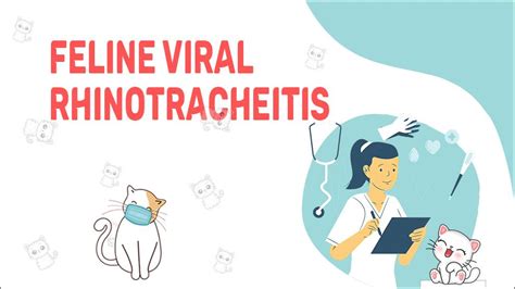 Feline Viral Rhinotracheitis Causes Symptoms And Treatment Petmoo