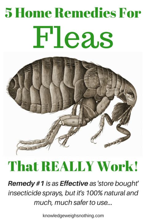 1 Natural Diy Flea Treatment And A Simple Homemade Flea Trap Flea