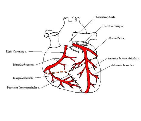 Diagram Of Main Arteries Robhosking Diagram