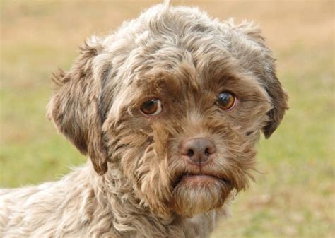 Dog With Human Face Put Up For Adoption Metro News