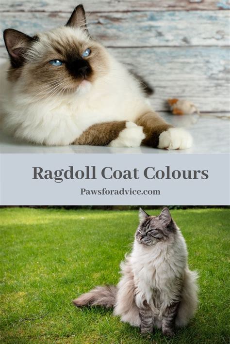 Ragdoll Coats Come In Many Different Colours And Patterns Lets Take A
