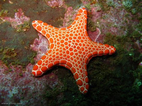 Characteristics Lifestyle And Types Of Starfish De Peces