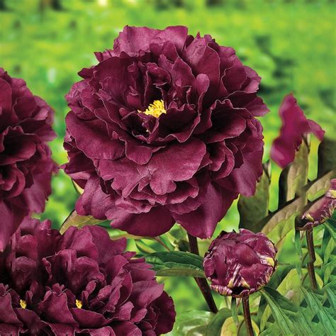 Spring Hill Nurseries Red Black Beauty Peony Perennial Plants Plant In