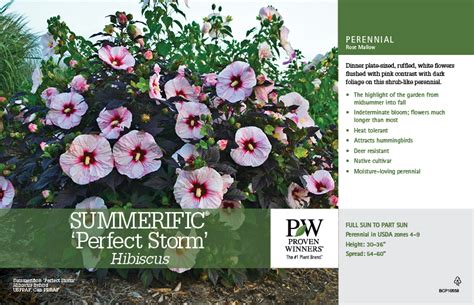 Hibiscus Summerific Perfect Storm Rose Mallow 11x7 Variety