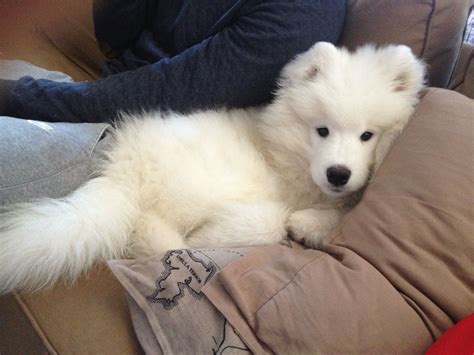 Samoyed Puppy Knows How To Relax Chiens Samoyèdes Samoyède Petit
