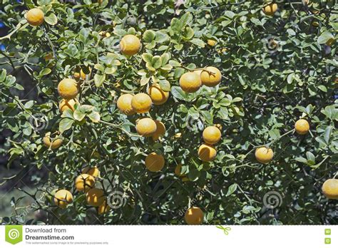 Trifoliate Citrus Tree with Fruits Stock Image - Image of tree, orange ...