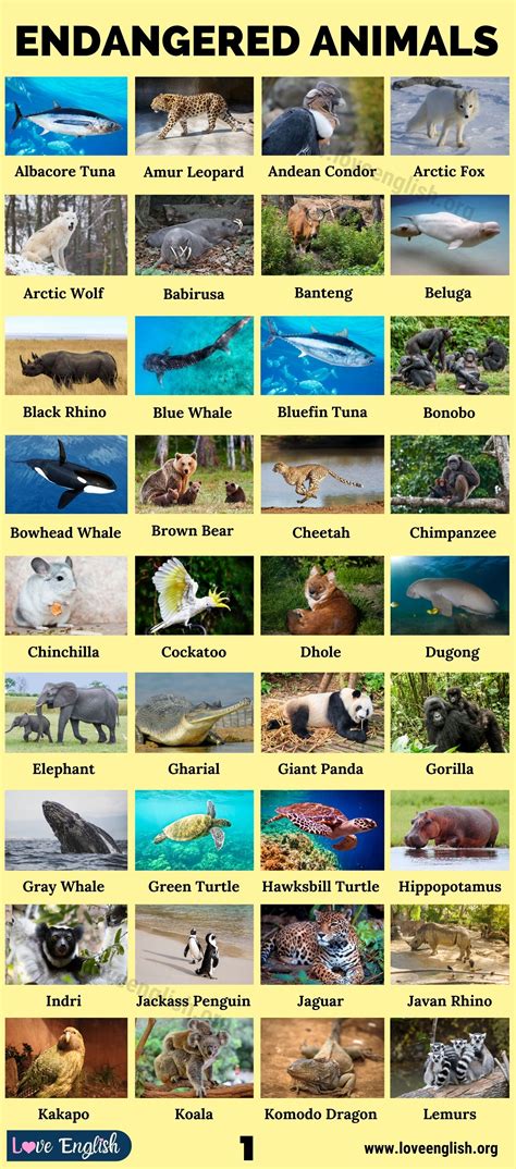 Endangered Animals Top 90 Most Endangered Species In The World Love