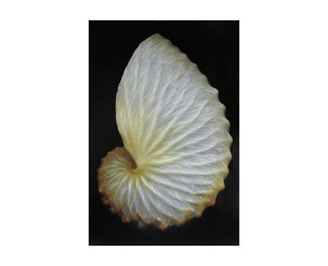 357796 Paper Nautilus Nautilus Sea Shells Shells