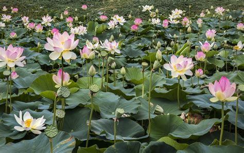 Lotus Flowers And Water Lilies