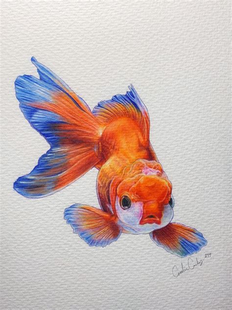 Fish Pencil Drawing Fish Drawings Colorful Drawings Cool Drawings