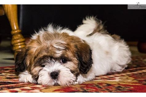 Puppies for sale by owner in ohio. Berry: Shichon puppy for sale near Youngstown, Ohio ...
