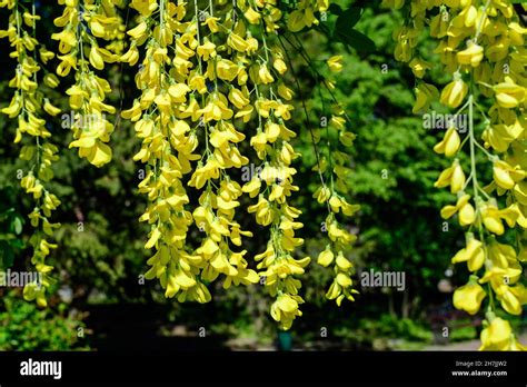Tree With Many Yellow Flowers And Buds Of Laburnum Anagyroides The