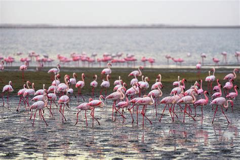 Large Flock Of Pink Flamingos In Walvis Bay Namibia Photograph By