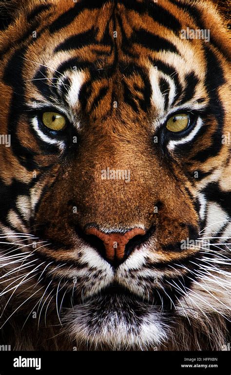 Close Up Tiger Portrait Stock Photo Alamy