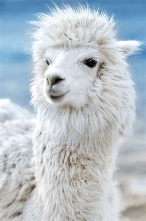 Pretty Llama With Snowy White Wool In 2020 Llama Pictures Animals