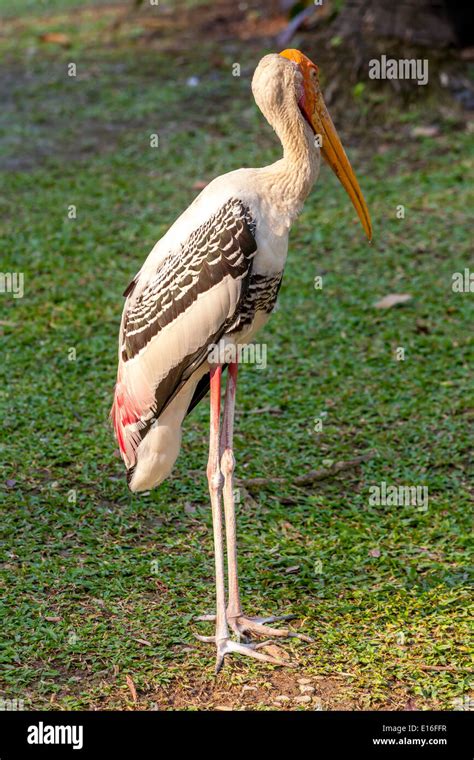 Milky Stork Hi Res Stock Photography And Images Alamy