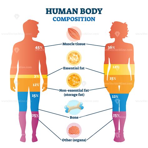 The bones provide a structural framework and protection to the soft organs. Human body composition infographic, vector illustration diagram - VectorMine
