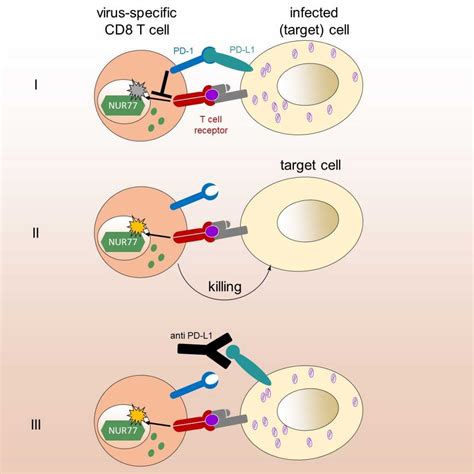 Exhausted Cd8 T Cells Exhibit Strongly Inhibited Tcr Signaling During