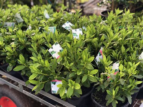 Azalea Alba Magnifica — Rockbank Nursery