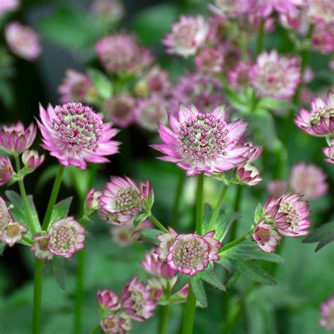 Astrantia Major Star Of Beauty White Flower Farm