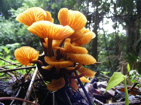 Rainforest Fungi Mushroom Hunting And Identification Shroomery