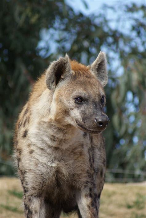 Spotted Hyena Crocuta Crocuta Stock Photo Image Of Brown Wild