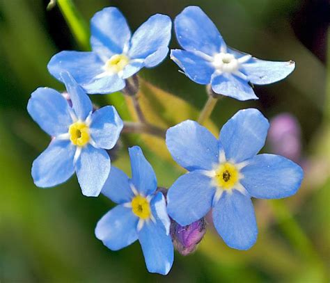 The Alaska State Flower Forget Me Not