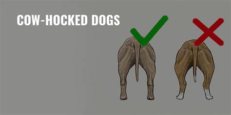 Cow Hocked Dogs Definition Health Risks What To Do And Faq